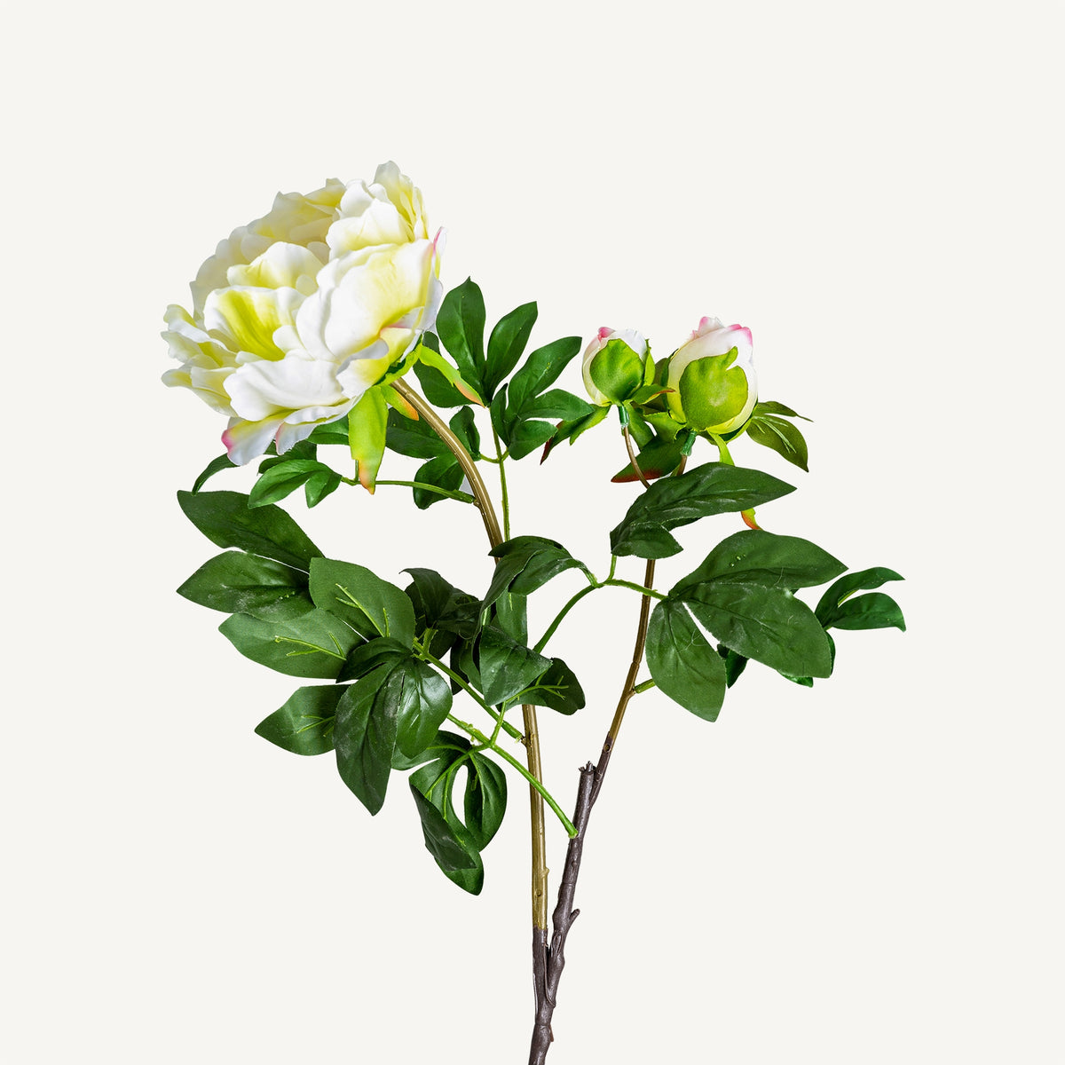 FLOR ROSA