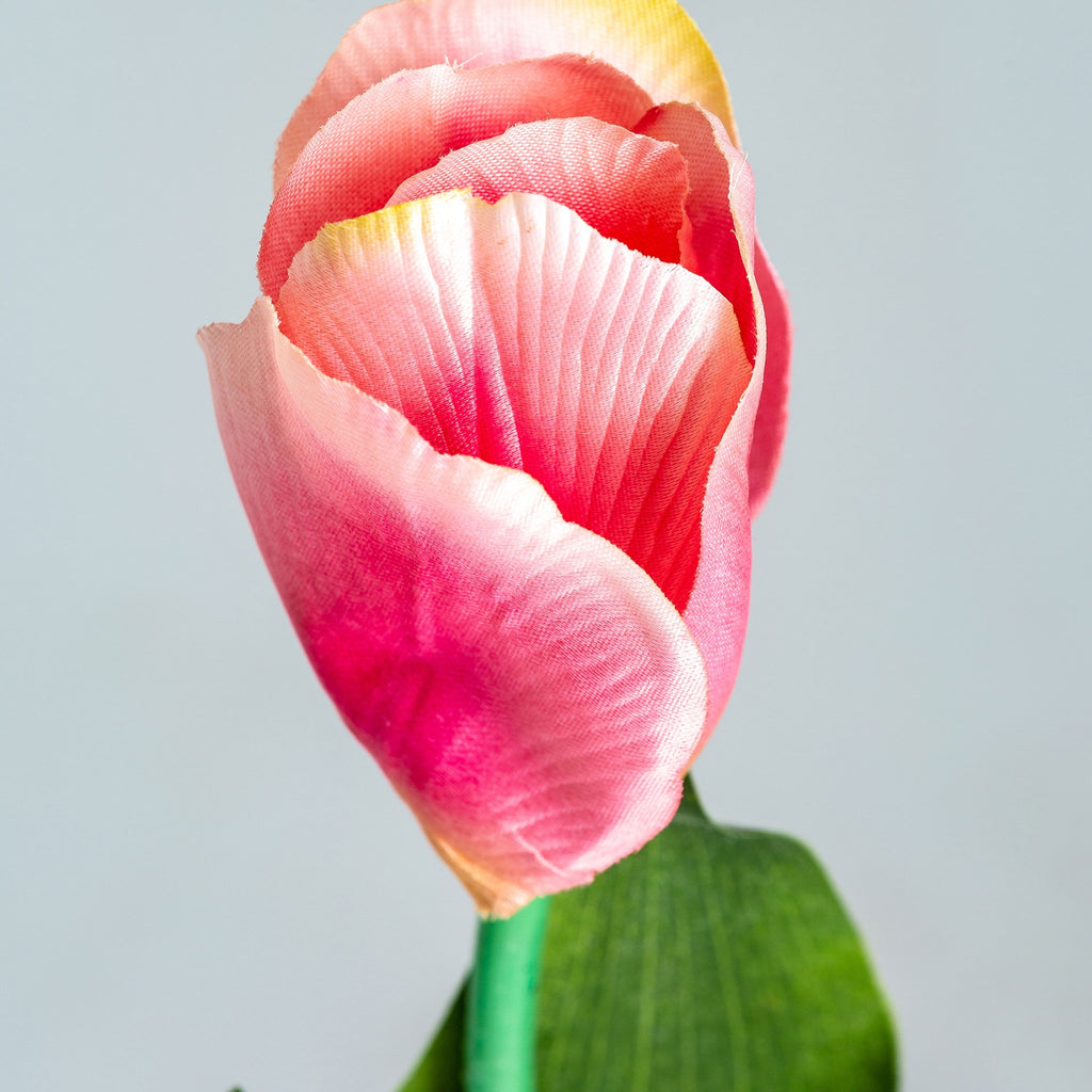 FLOR TULIPAN