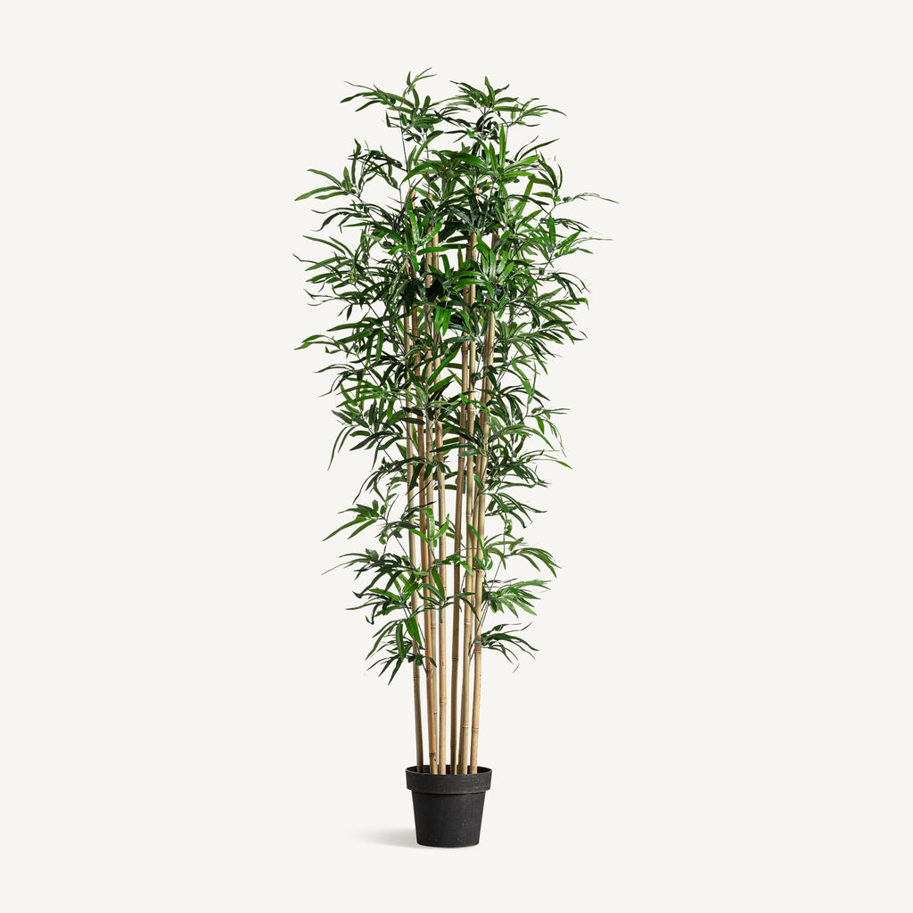 PLANTA BAMBÚ