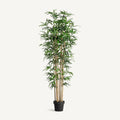 PLANTA BAMBÚ