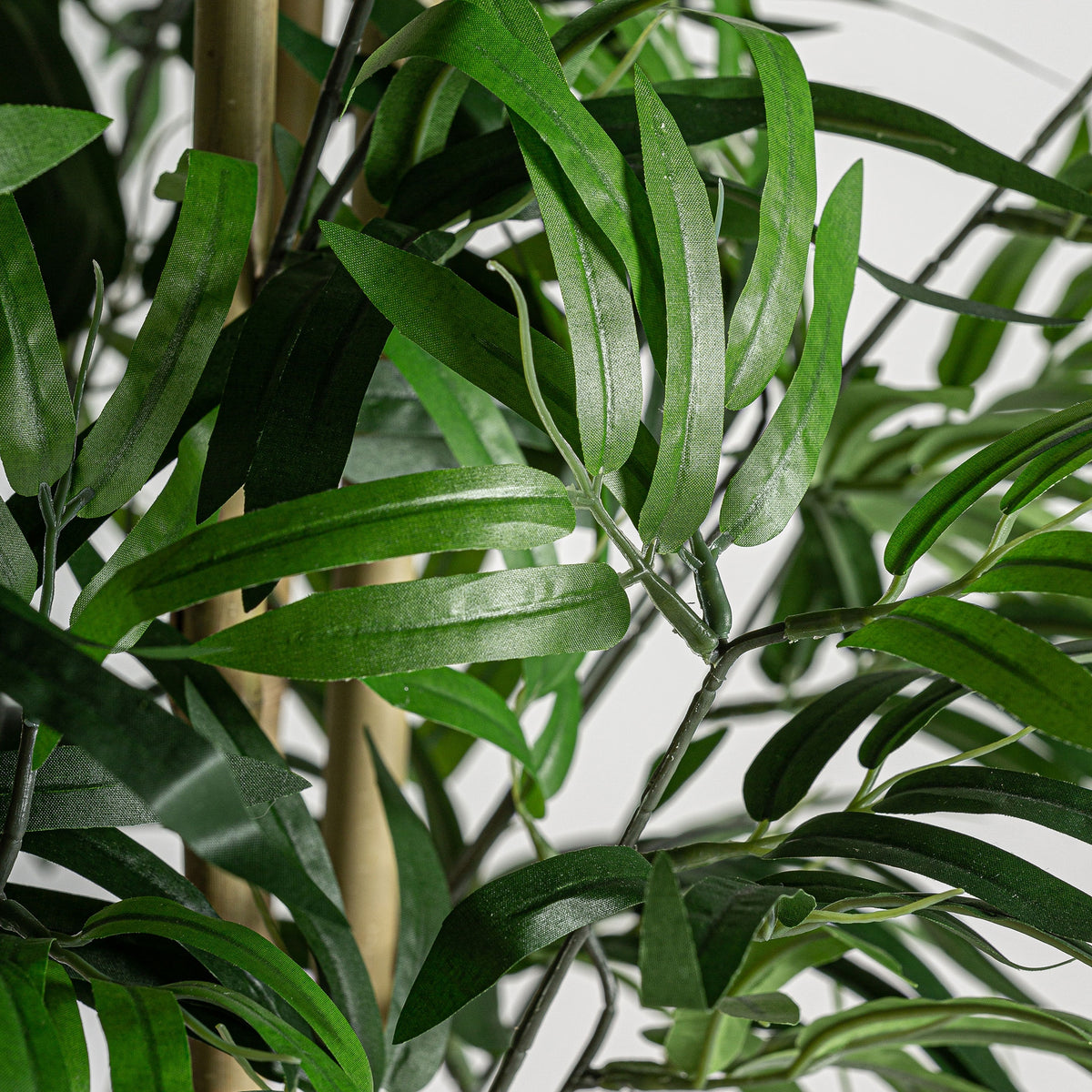 PLANTA BAMBÚ