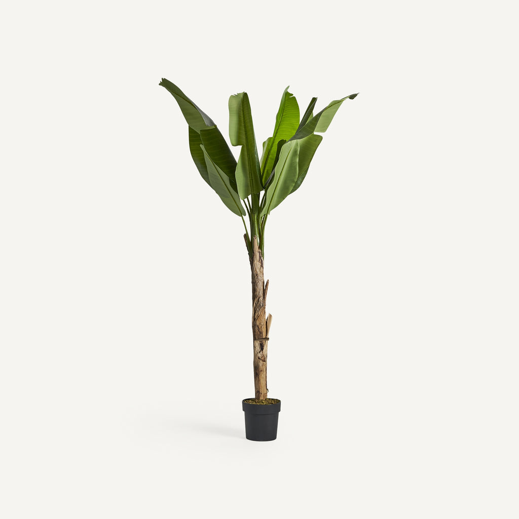 PLANTA BANANERA