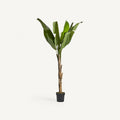 PLANTA BANANERA