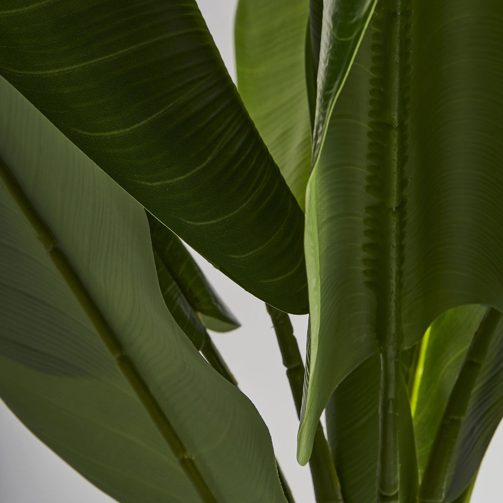 PLANTA BANANERA