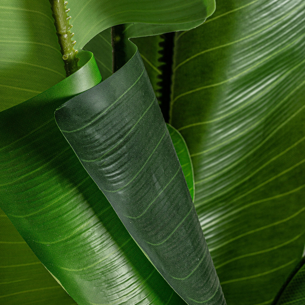 PLANTA BANANERA