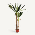 PLANTA BANANERO