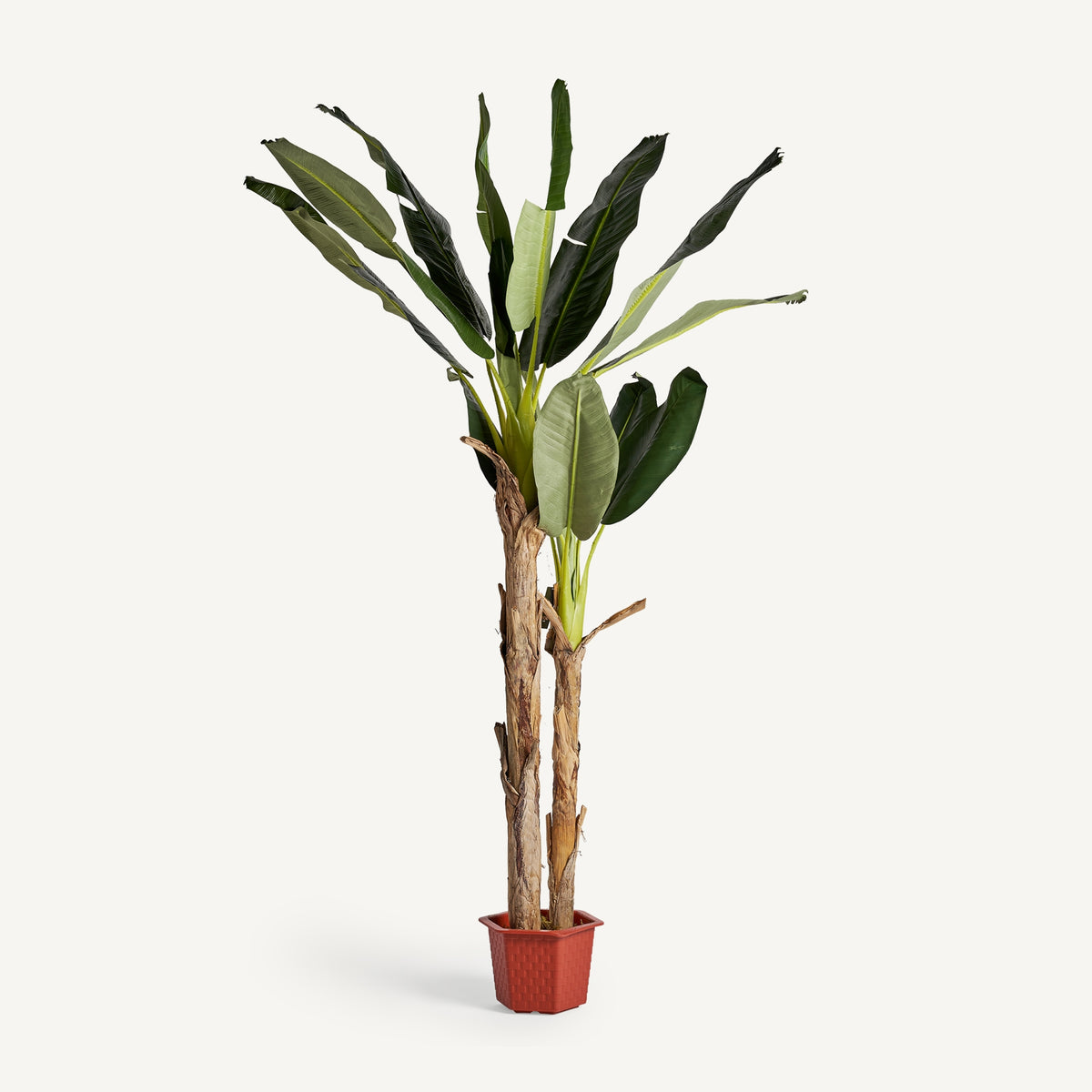 PLANTA BANANERO