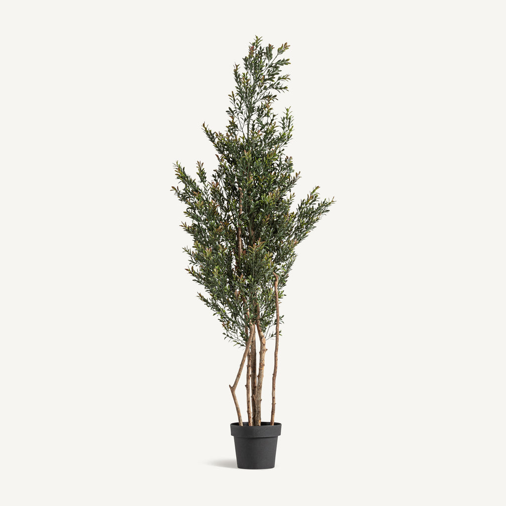 PLANTA BOJ