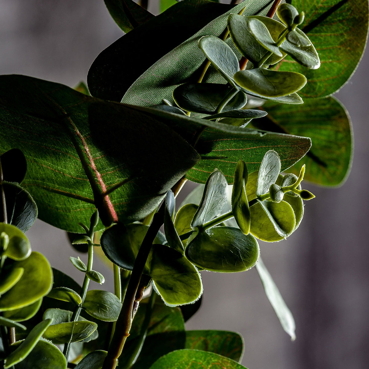 PLANTA EUCALIPTO
