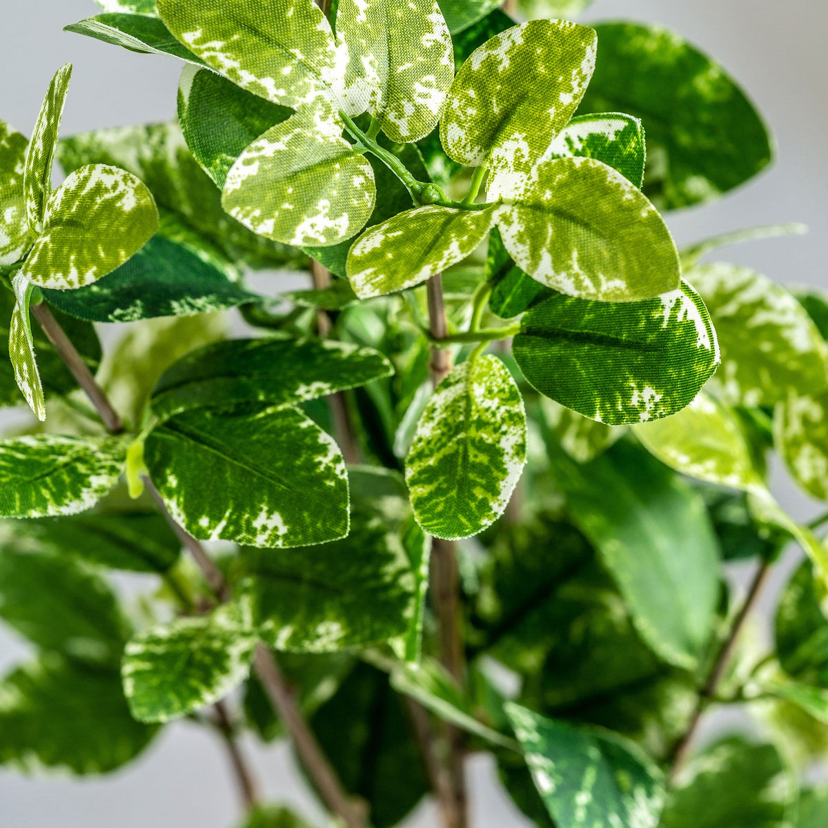 PLANTA FICUS