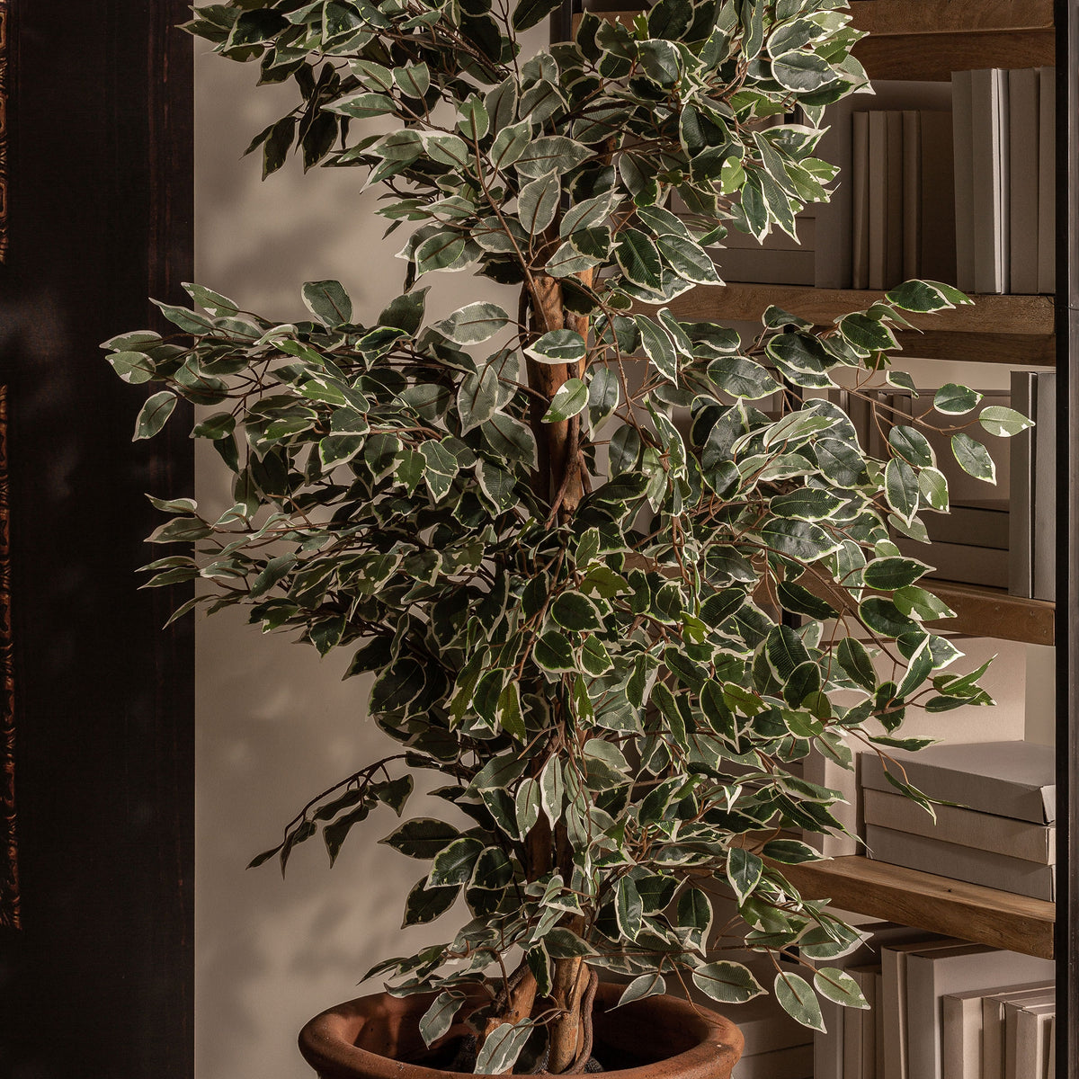 PLANTA FICUS