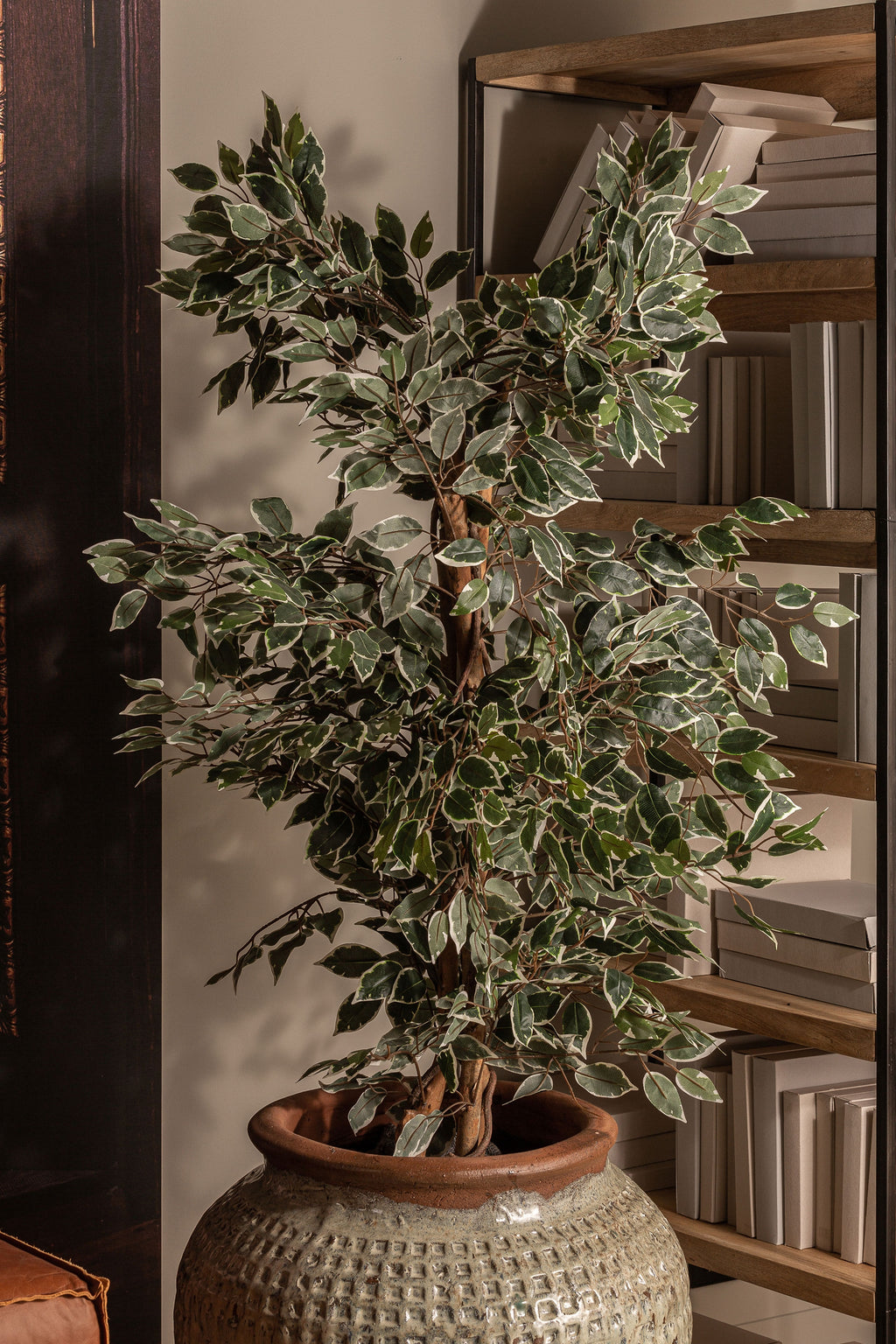 PLANTA FICUS
