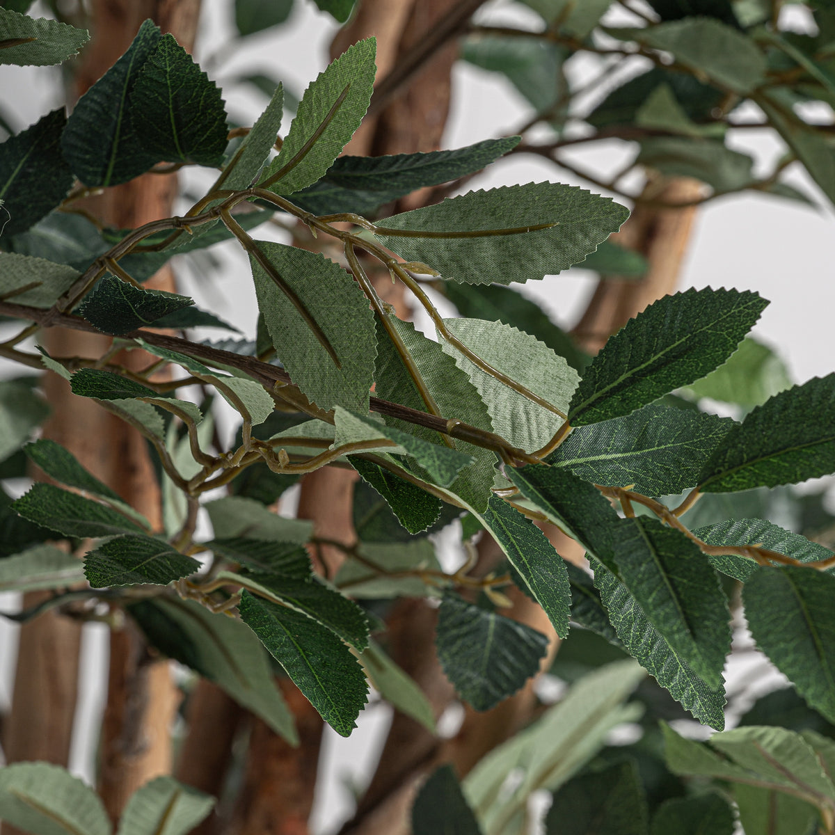 PLANTA FICUS
