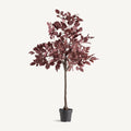 PLANTA HAYA