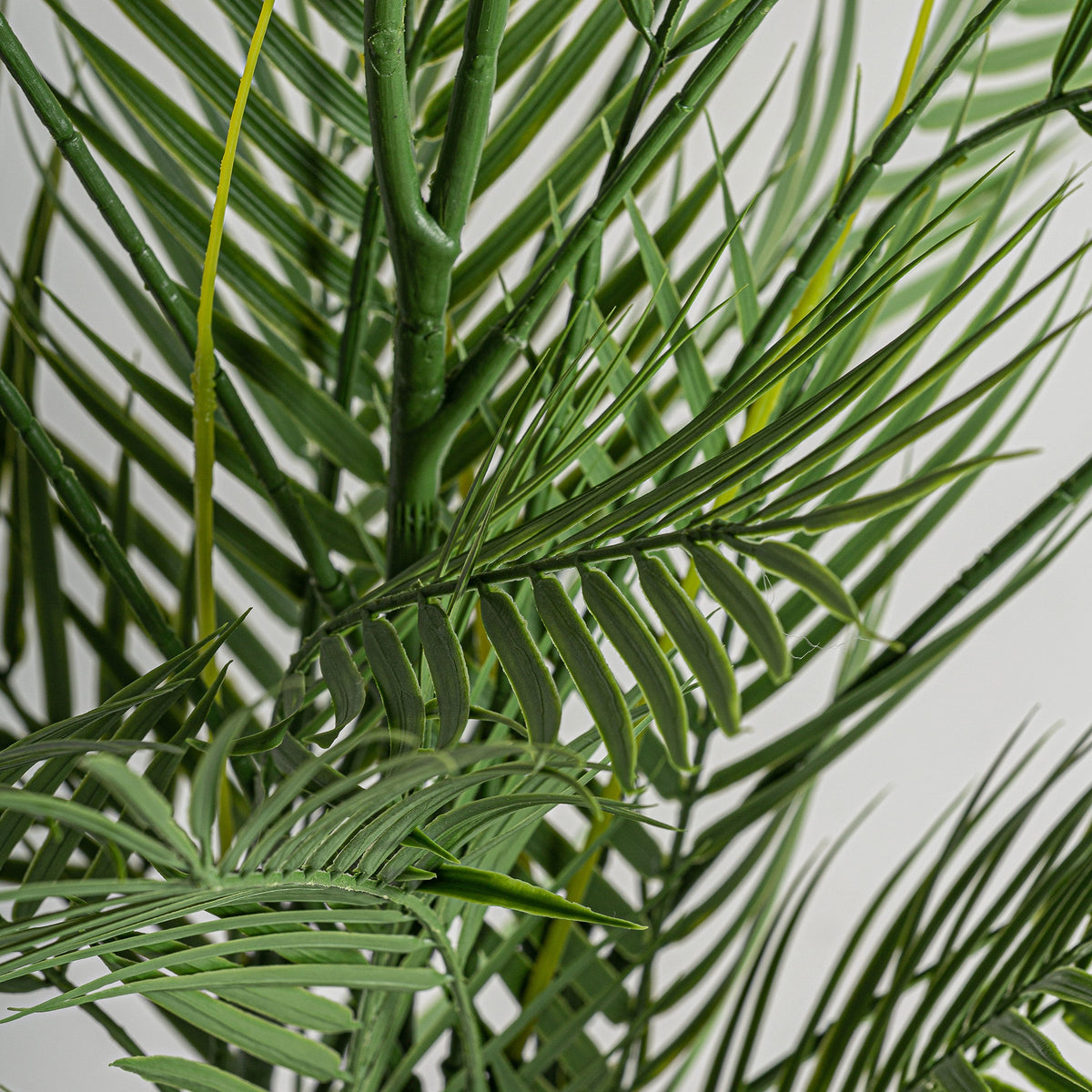 PLANTA HELECHO
