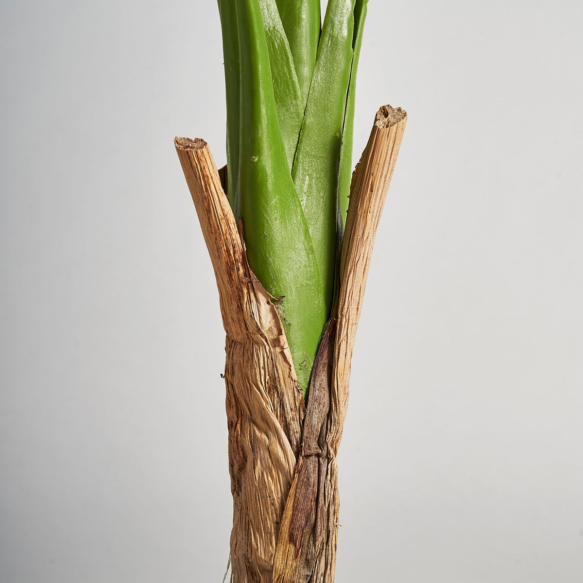 PLANTA MONSTERA