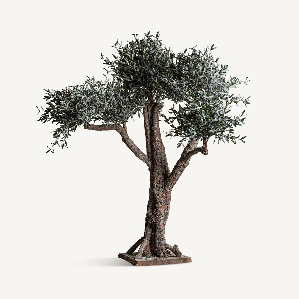 PLANTA OLIVO