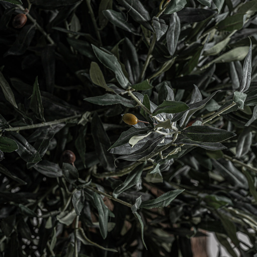 PLANTA OLIVO