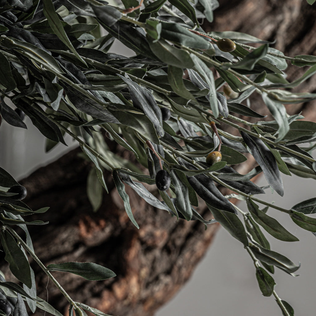 PLANTA OLIVO