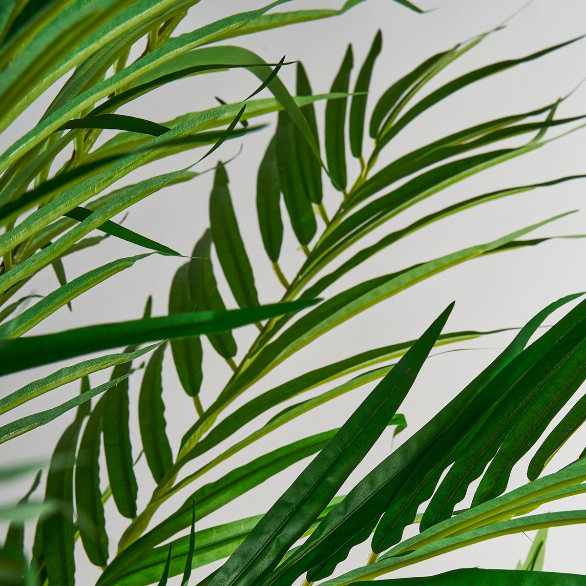 PLANTA PALMERA