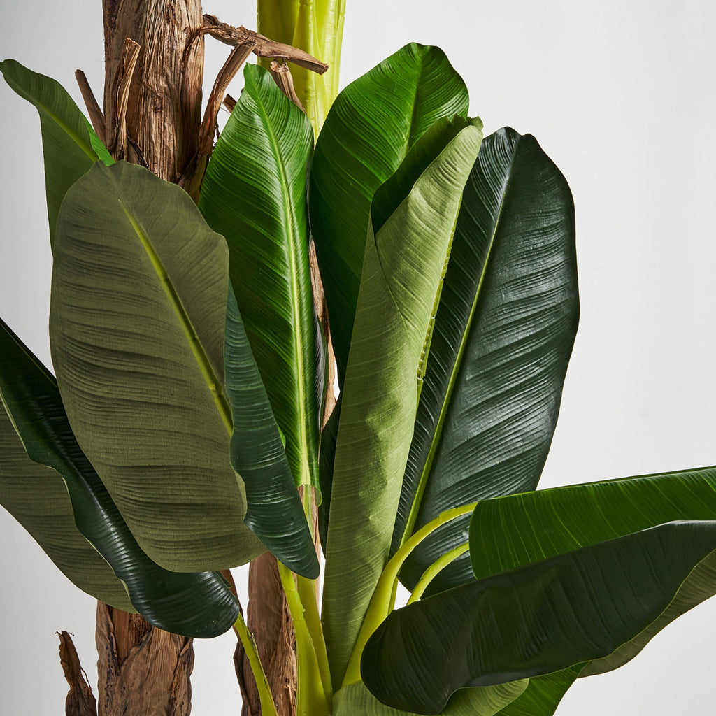 PLANTA PLATANERO