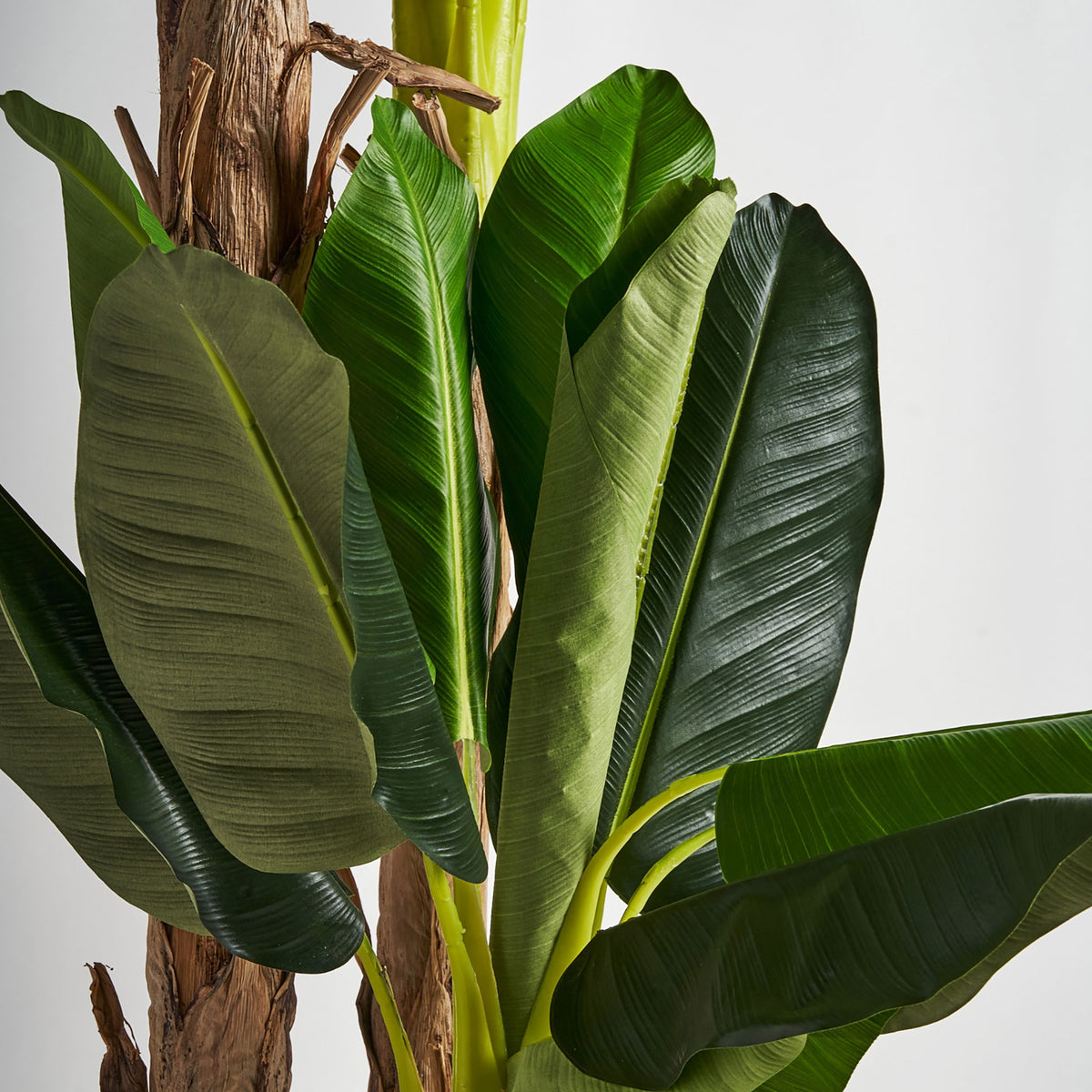 PLANTA PLATANERO