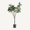 PLANTA ROBLE BLANCO