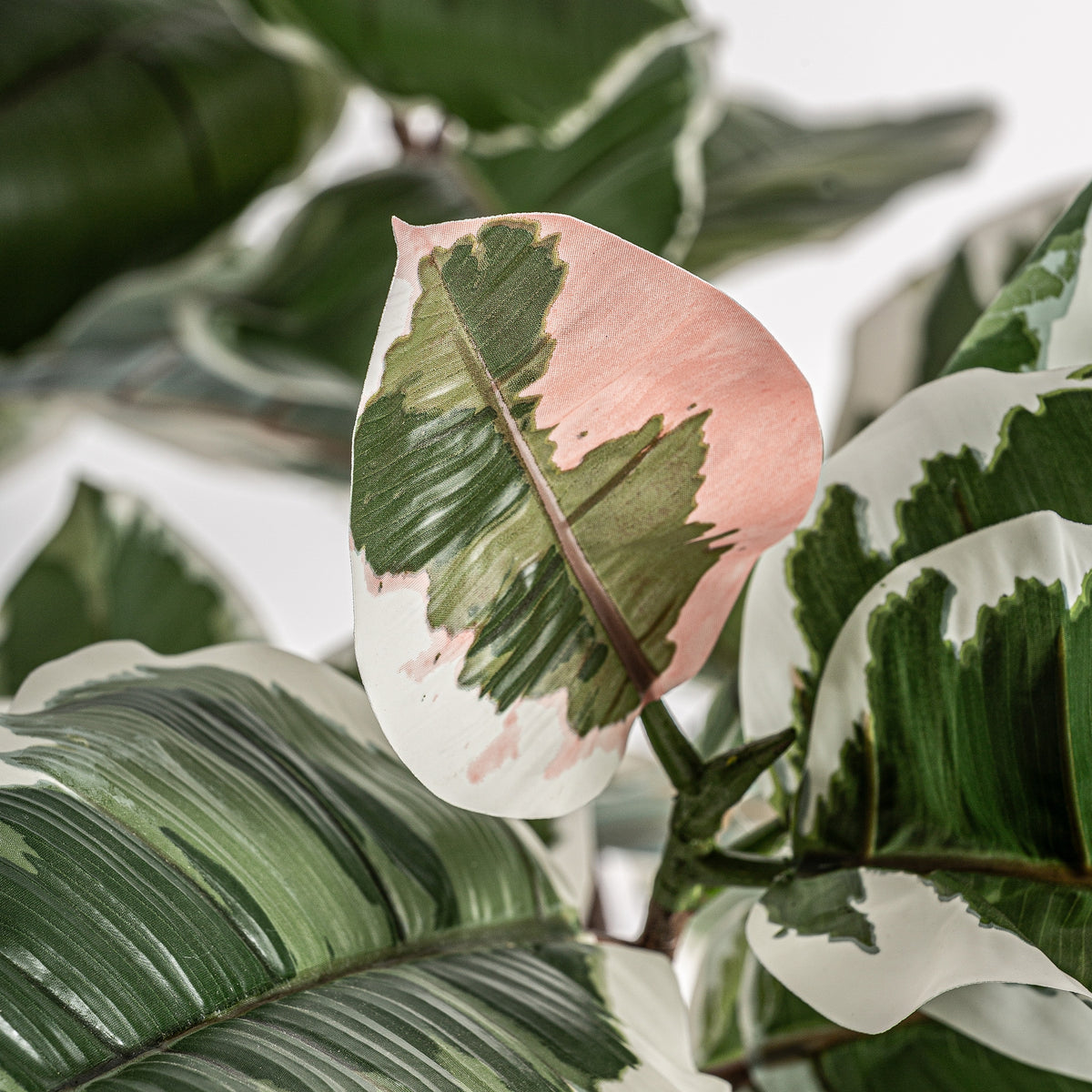 PLANTA ROBLE BLANCO