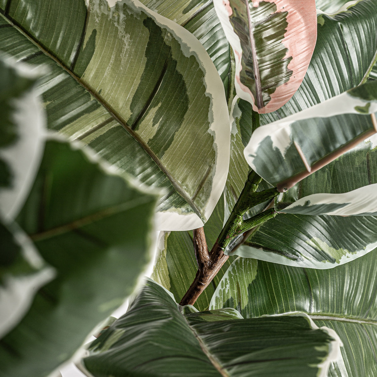 PLANTA ROBLE BLANCO