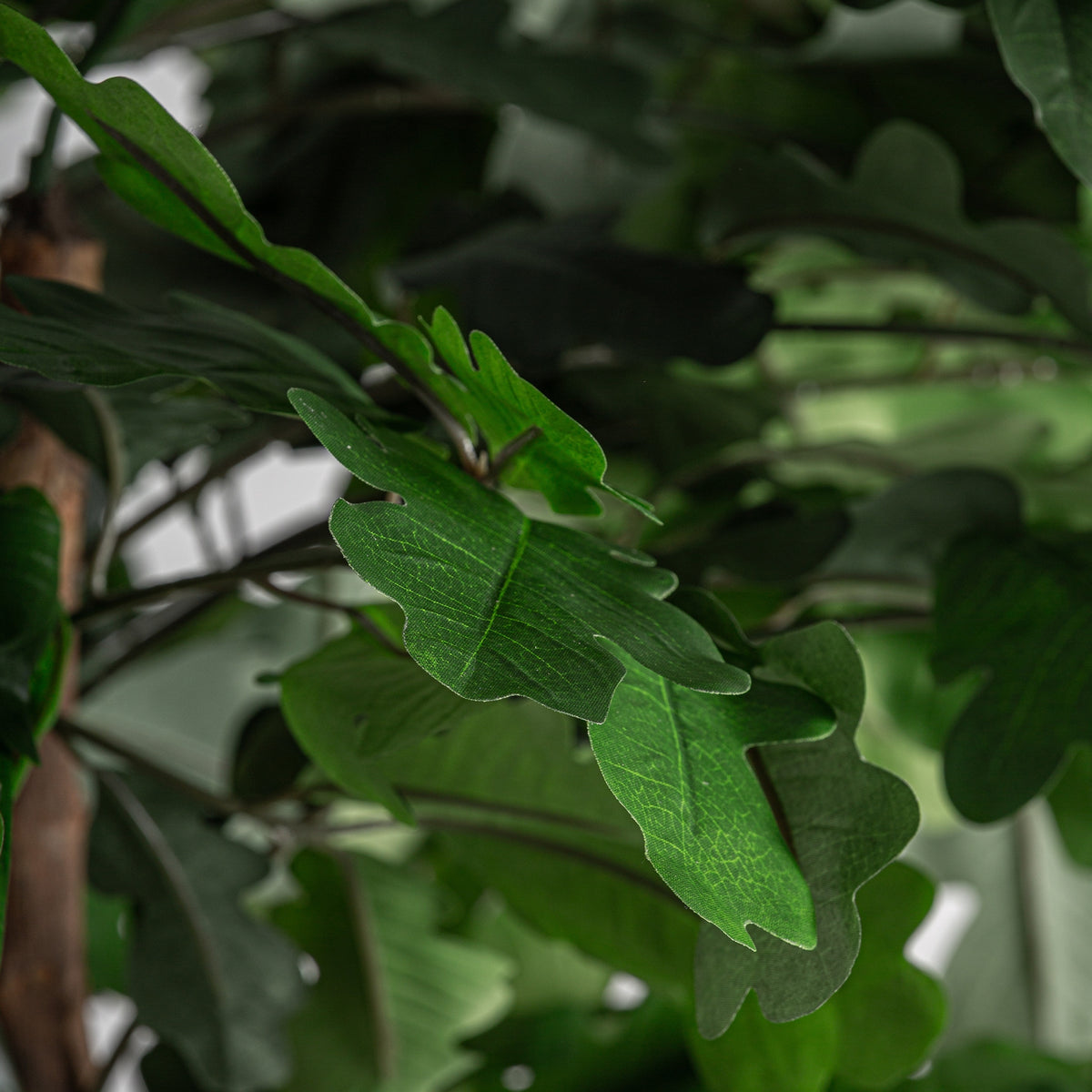 PLANTA ROBLE