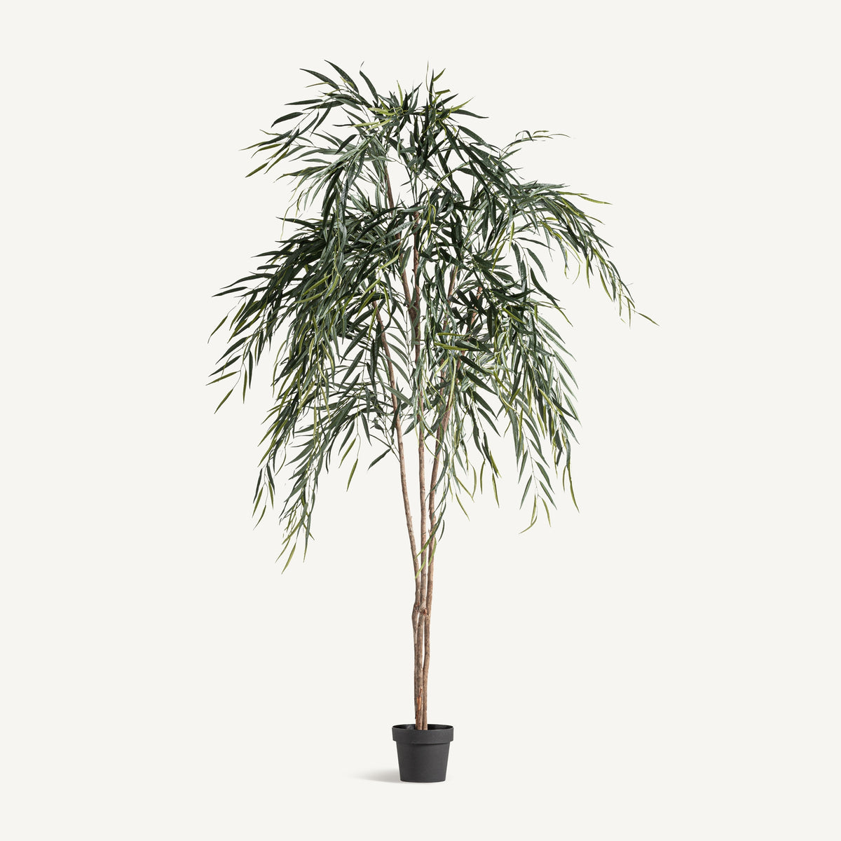 PLANTA SAUCE